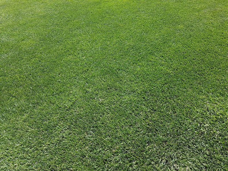 Lawn Care Tips