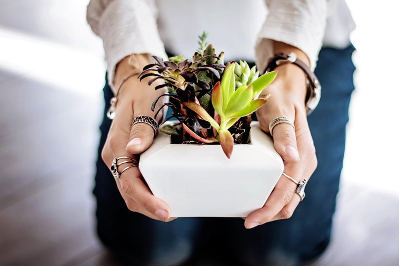 Plant Care Tips