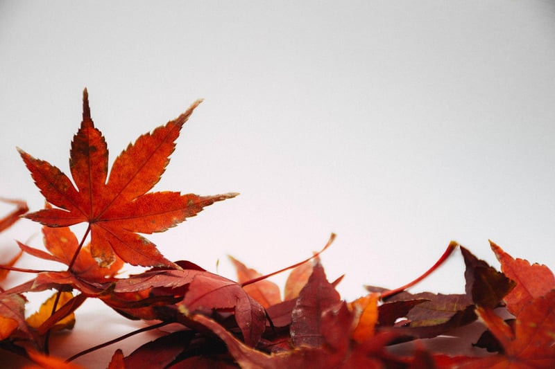 Seasonal Planting Ideas